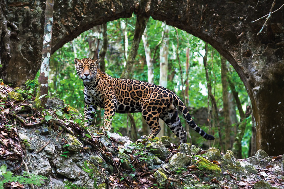 Jaguar en la biosfera de Calakmul, Campeche, México