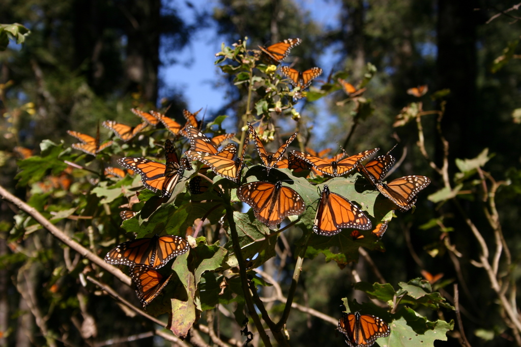 Mariposas monarcas en México, la leyenda maya 